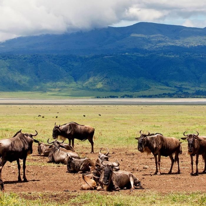 Ngorongoro - Crater - Adventure