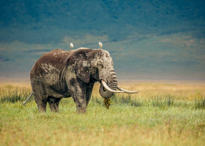 Ngorongoro big elephant