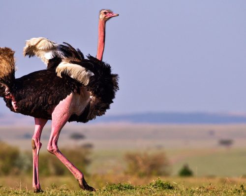 Ostrich - Serengeti