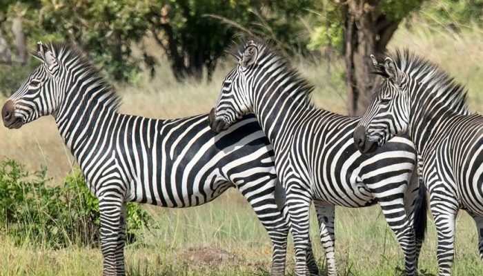 Ruaha - Adventure