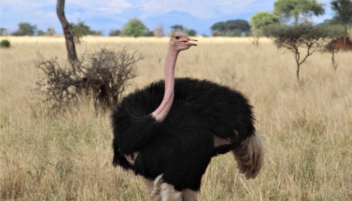 Ruaha - Birds