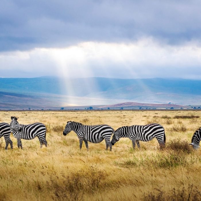 Safari - Ngorongoro - Adventure