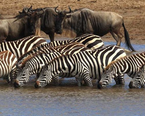 Serenegeti - Social - Adventure