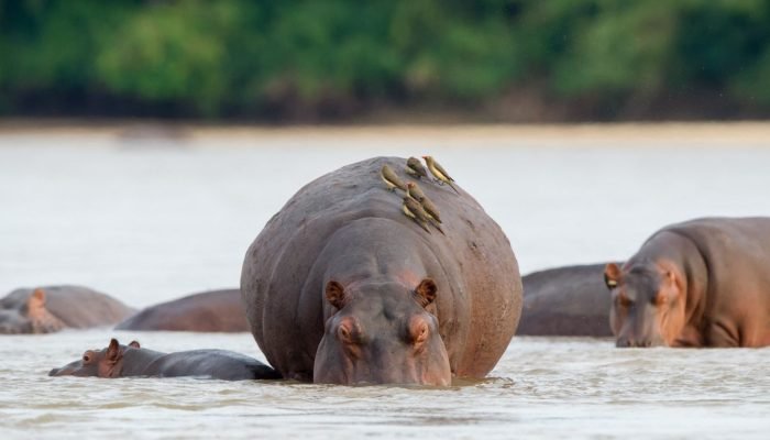 Social - Hippo - Safari