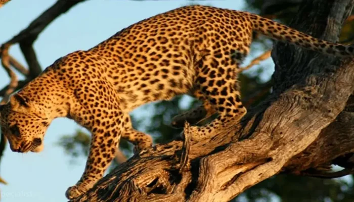Social-adventure-Leopard-Safari