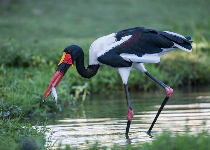 Tanzania - Bird - Adventure