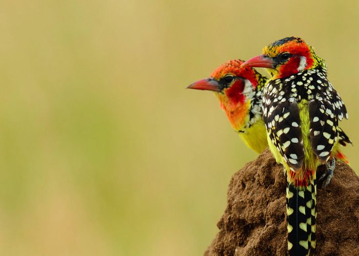 Tanzania - Bird - Safari