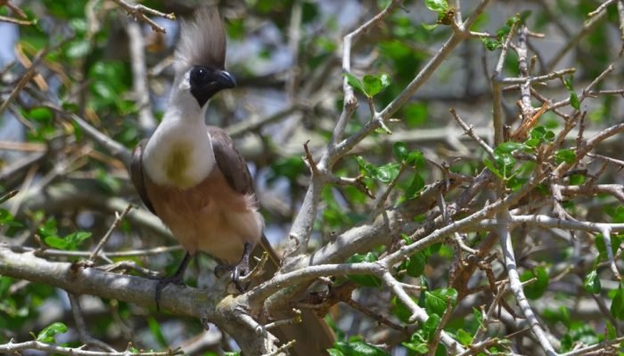 Tanzania - Birds - Tarangire
