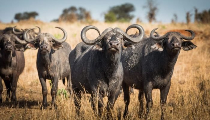 Tanzania - Safari - Tarangire