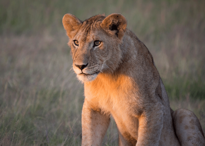 Tanzania ruaha national parlk