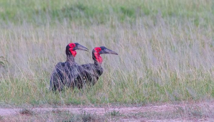 Tarangire - Adventure - Birds