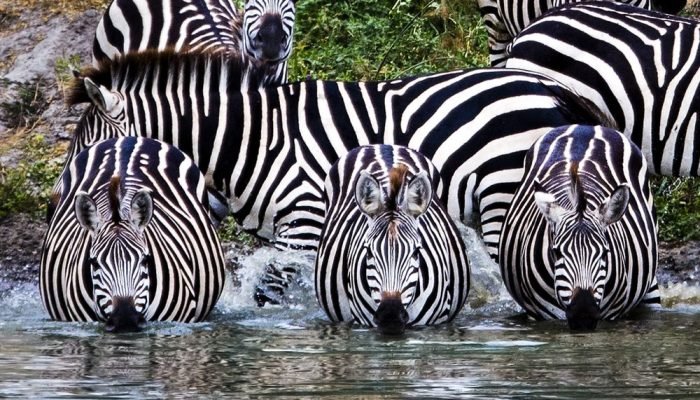 Tarangire - Adventure - Safari
