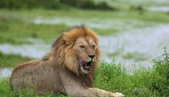 Tarangire - Safari - Adventure