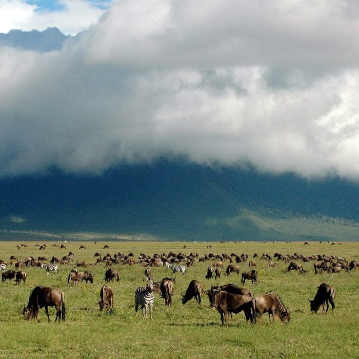 Wildebeest - Ngorongoro - Safari