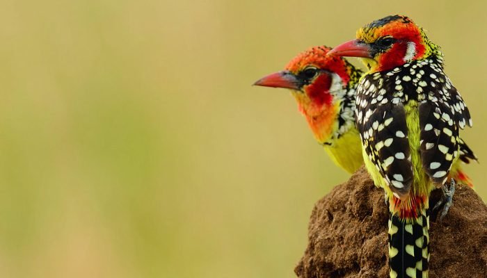 birds - Tanzania - Tarangire