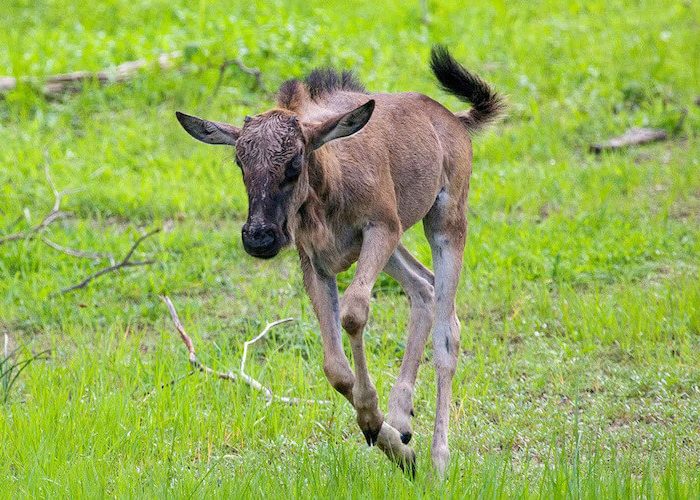 calf wildebeest