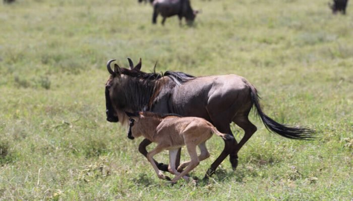 calving - Adventure - Wildebeest