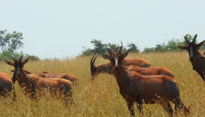 grazers - Ruaha - Safari