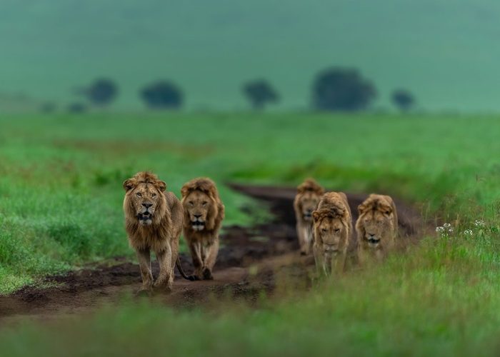 ngorongoro Conservation area