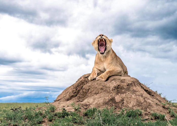 romantic safari in tanzania
