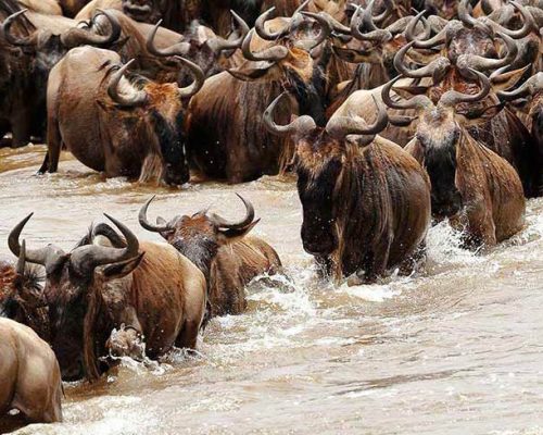 serengeti - Migration - Adventure