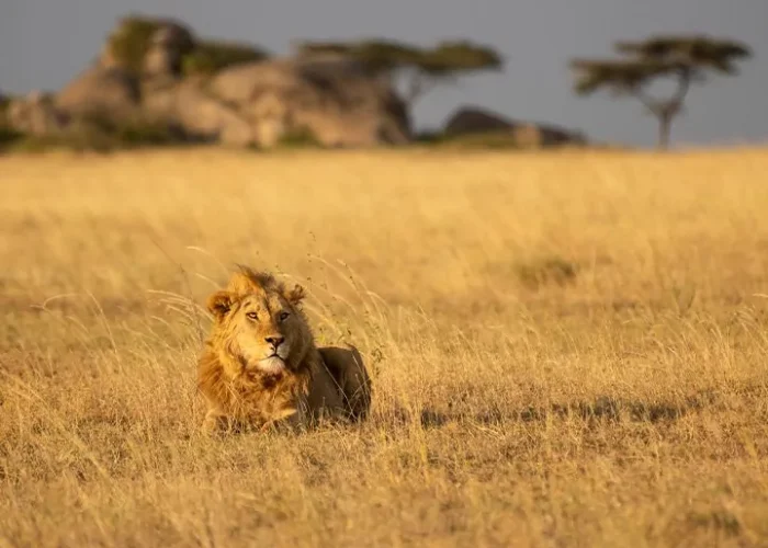serengeti and ngorongoro
