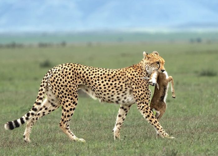 serengeti national park