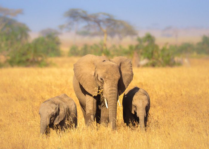 serengeti national park