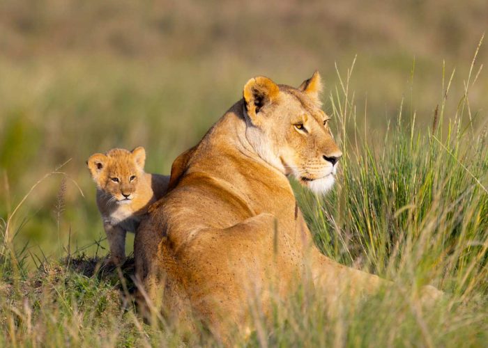 serengeti national parks