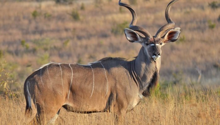 social - Adventure - Ruaha