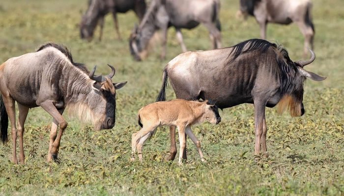 social -Adventure - wildebeest