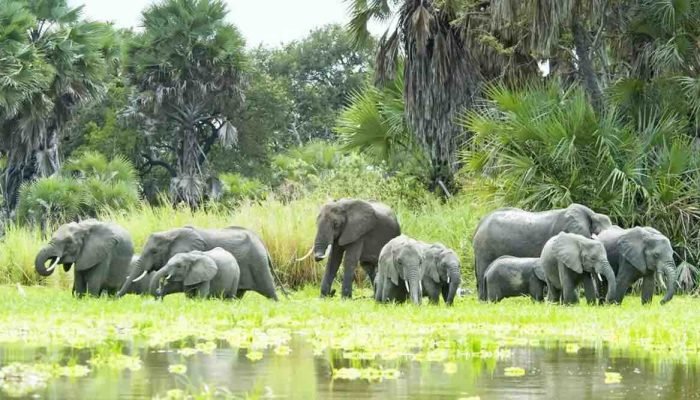 social-Elephant-Adventure