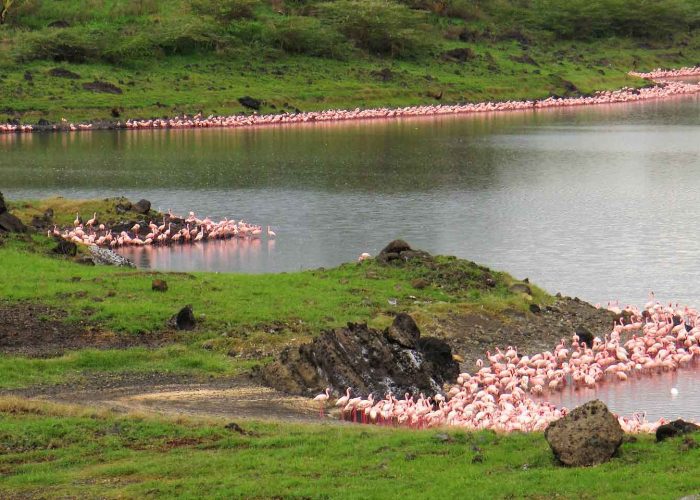 social - Safari - Arusha