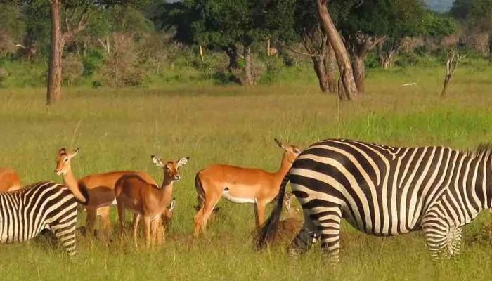 social-Tanzania-Safari