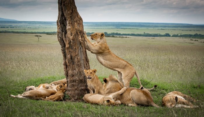 social - adveture - lion