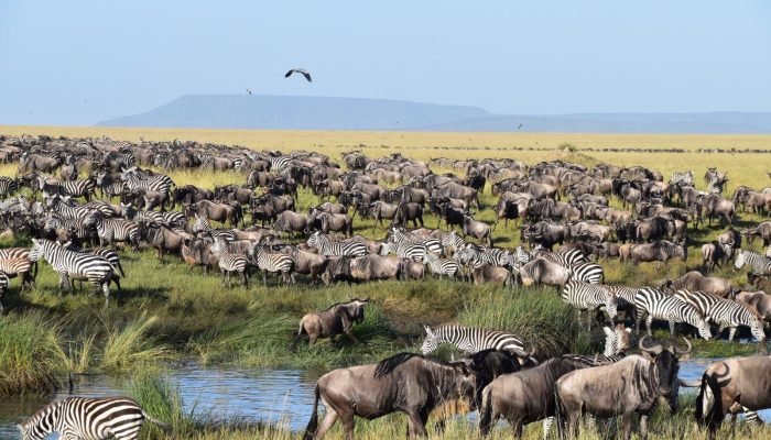 social - wildebeest - Safari