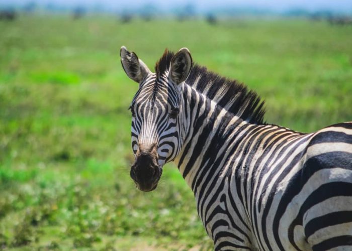 tanzanai ngorongoro crater