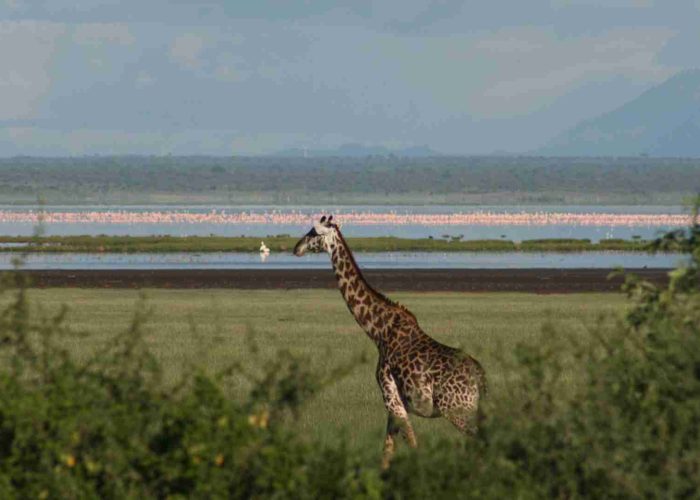 tanzania lake manyara