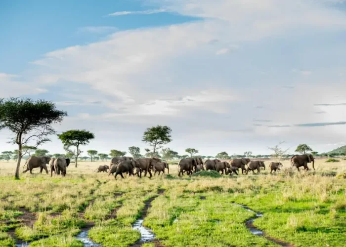 tanzania safaris