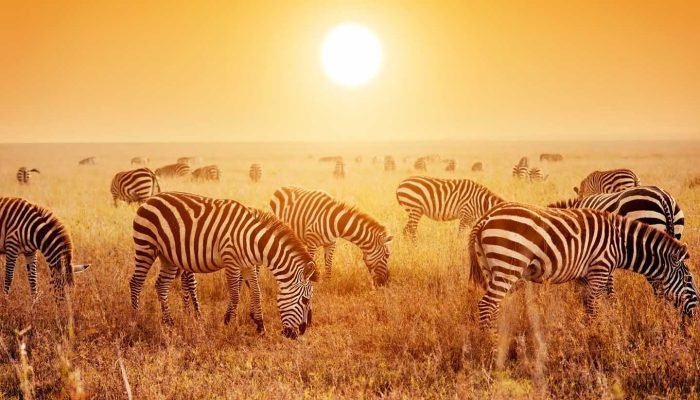 Zebras herd on African savanna at sunset.