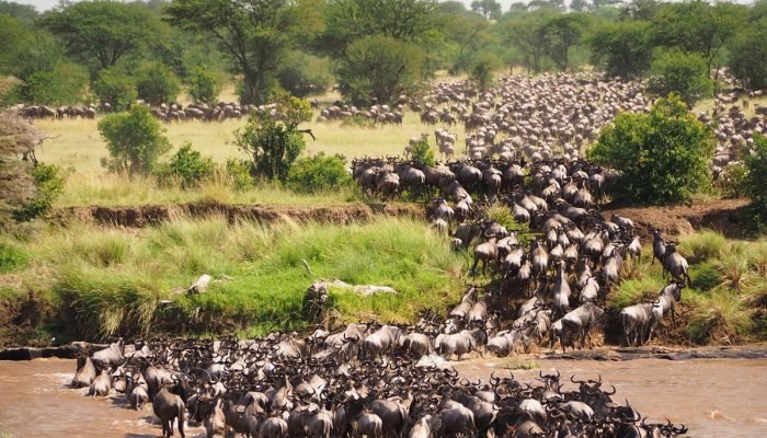 wildebeest - Mara - Crossing - Social