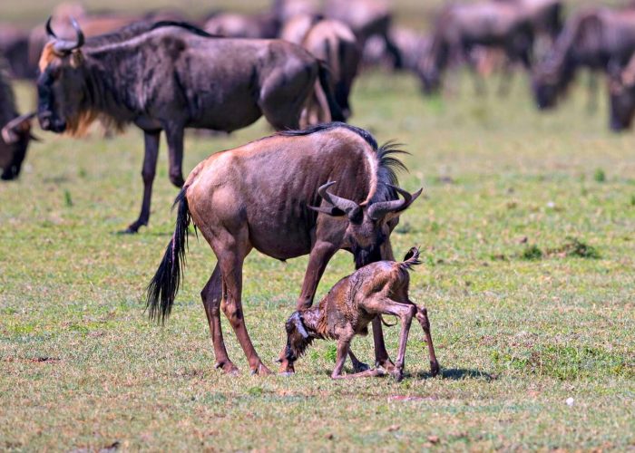 wildebeest calving (1)