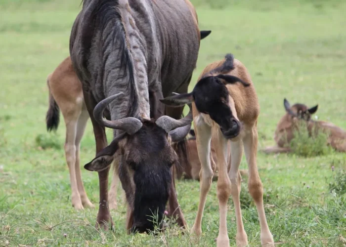 wildebeest-calving season