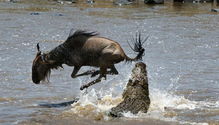 wildebeest
