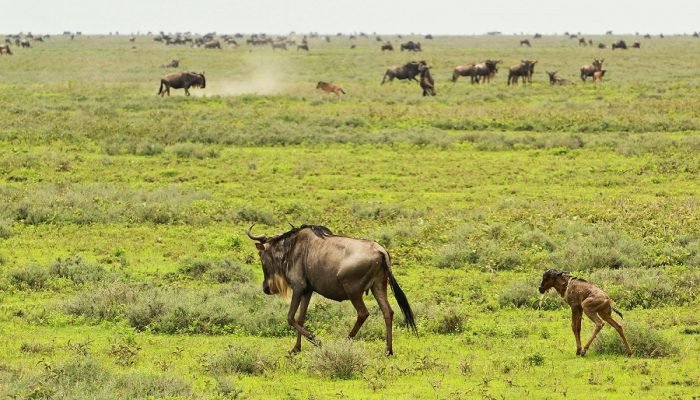 wildebeest - social - Safari - Tanzania