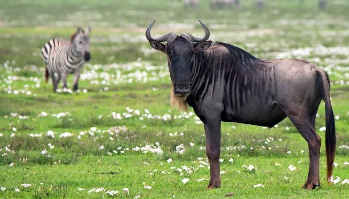 wildebeest - social - Safari