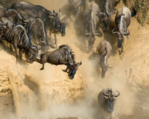 wildebeet - serengeti - Social