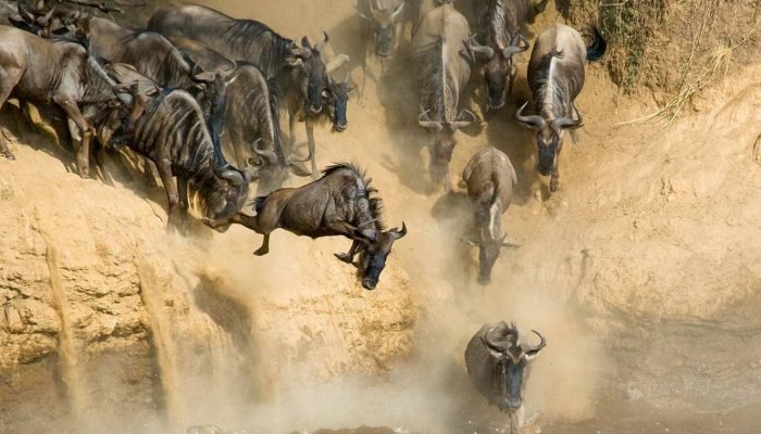 wildebeet - serengeti - Social