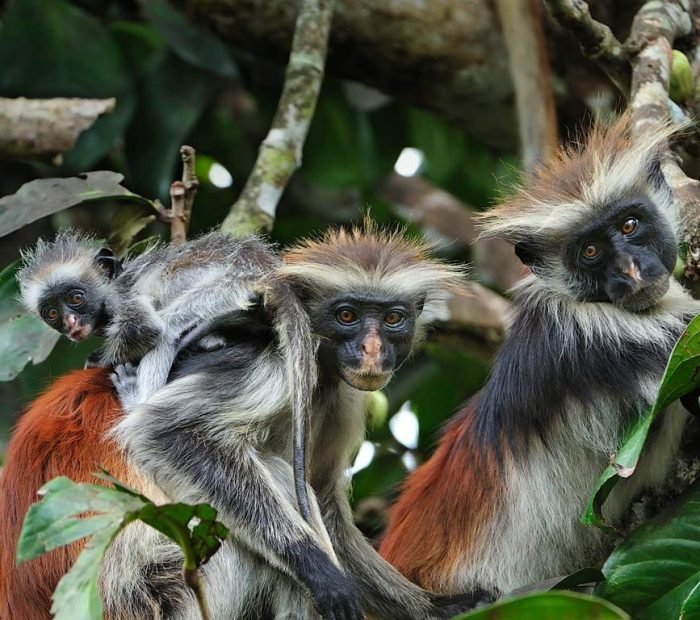 zanzibar - Jozan - Forest